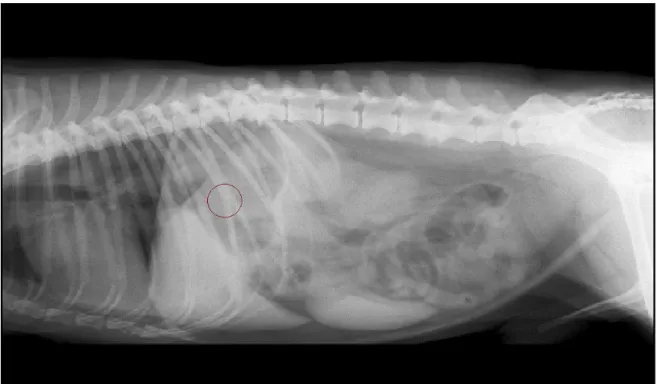 Figura  8 –  Caso  Clínico  3.  Radiografia  simples  pré-cirúrgica.  Vista  lateral  direita