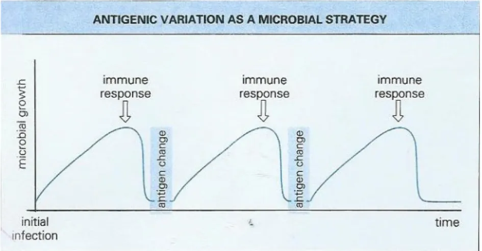 Fig 3: Variação antigénica como uma solução de estratégia  Fonte: Chiodini et al, 1993