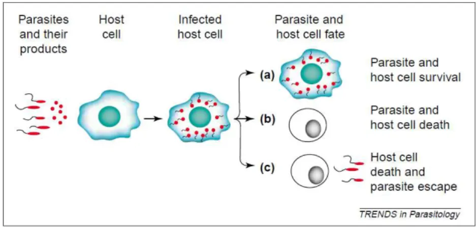 Figura 6: Influência da acção parasitária na morte celular programada do hospedeiro. 