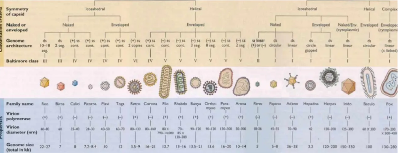 Figura 2: Estrutura/Classificação dos Vírus (Virologytutorials, 2002). 