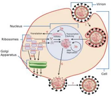 Figura 4: Replicação viral (MicrobiologyBytes, 2009). 