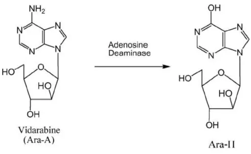 Figura 14: Hidrólise enzimática da vidarabina para o seu análogo de hipoxantina (Shen et al., 2009)
