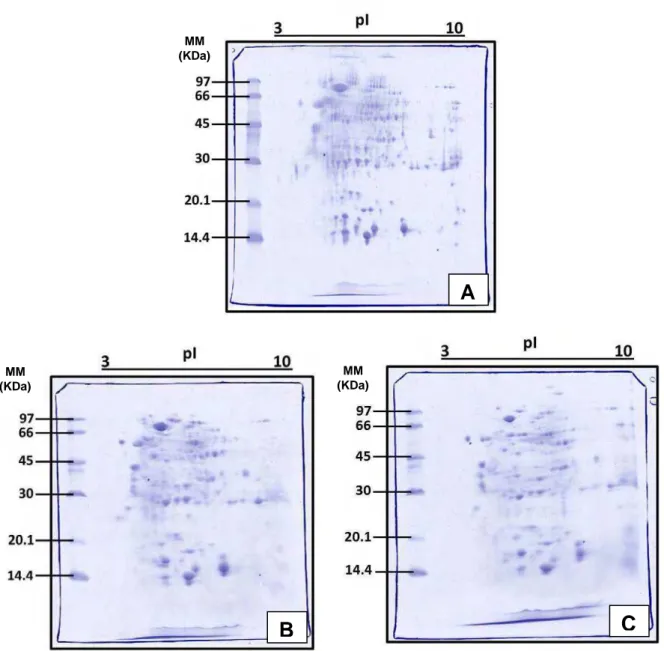 Figura  1  –  Perfis  protéicos  obtidos  em  gel  SDS-PAGE  12,5%  (m/v)  mostrando  a  distribuição  das  proteínas  presentes  no  extrato  das  glândulas  pós-faríngeas  das  rainhas  de  Atta  sexdens  rubropilosa