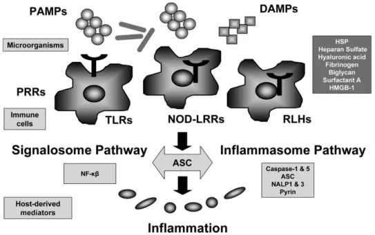 Figura 4: Inflamação iniciada por estímulos de PAMPs e DAMPs. Adaptado de Cinel e  Opal, 2009