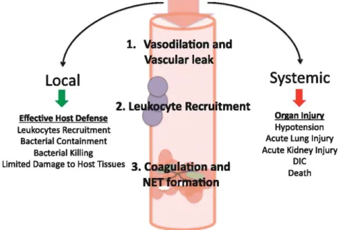 Figura 5: Esquema explicativo dos efeitos benéficos a nível local e maléficos a nível  sistémicos da vasodilatação, recrutamento de leucócitos e coagulação com formação de 