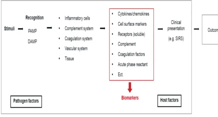 Figura 7: Respostas sistémicas em sepsis e possíveis biomarcadores. Adaptado de Cho  e Choi, 2014