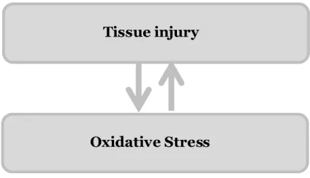Figure 1.4: Schematic relationship oxidative stress and tissue injury. 
