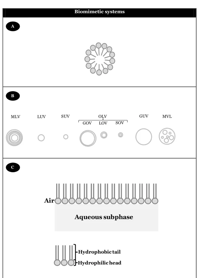Figure  1.6:  Schematic  illustration  of  :  (A)  structure  of  the  micelles;  (B)  liposomes  structure (size and lamellarity); (C) Monolayer representation