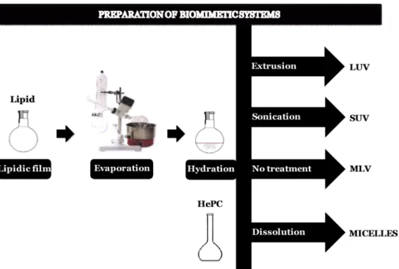 Figure  2.1:  Schematic  representation  of  techniques  used  in  this  work  for  preparation  of  biomimetic systems