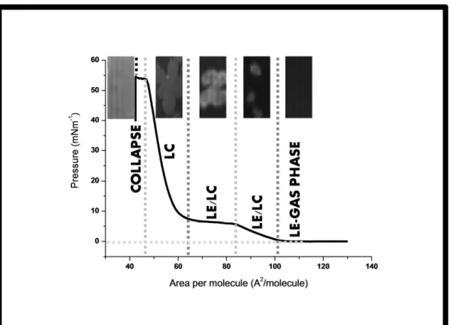 Figure  2.2:  Isotherm  representation,  of  DPPC  monolayer  obtained  with  a  NIMA  601  (Nima  Technology,  Coventry,  UK)  Langmuir  trough  (total  area  =  600  cm 2 ;  subphase  volume c.a