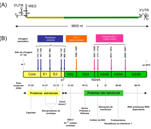 Figura 2. Estrutura genômica e proteômica do HCV. (A) Organização do genoma do HCV. Região aberta de leitura única flanqueada por regiões não traduzidas 5 UTR e 3 UTR