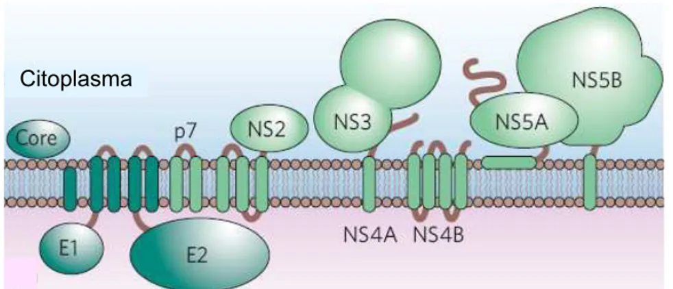 Figura 4. Topologia das proteínas do HCV com relação à membrana celular. Fonte: adaptada de Lindenbach &amp; Rice, 2005.