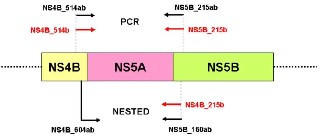 Figura 7. Sítio de anelamento dos primers degenerados (preto) e específicos para o genótipo 1b (vermelho) utilizados para amplificação da região NS5A completa do HCV.