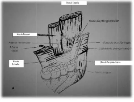 Fig 4. Algumas relações