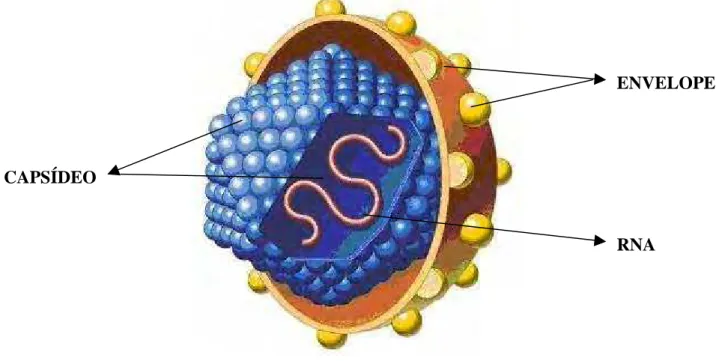 Figura 1.  Representação do vírus da hepatite C (VHC) ressaltando o envelope, 