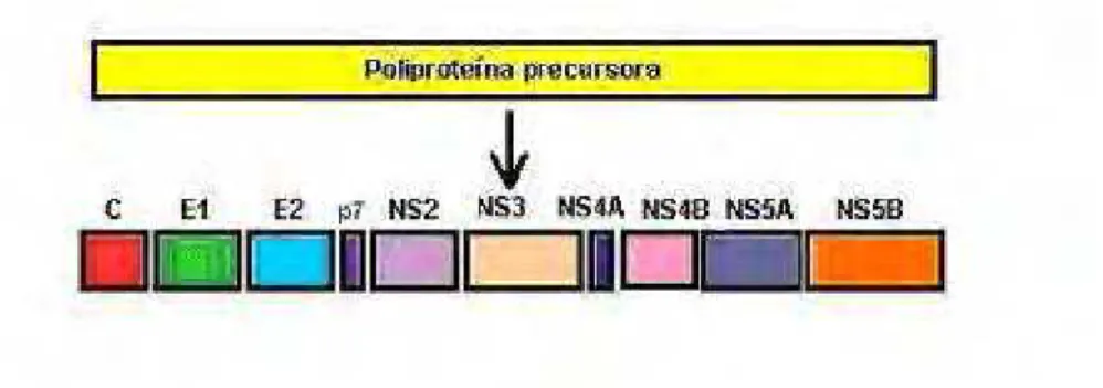 Figura 2.  Processamento da poliproteína precursora das proteínas do VHC.  Fonte: http://www.seimc.org/control/revi_viro/variaVHC.htm (com adaptações)