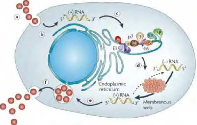 Figura 8. Ciclo de vida do VHC. a) ligação a receptores celulares e internalização do  vírus b) liberação do RNA viral no citoplasma, c) tradução mediada pelo IRES e  processamento da poliproteína precursora, d) replicação do RNA, e) montagem da  partícula