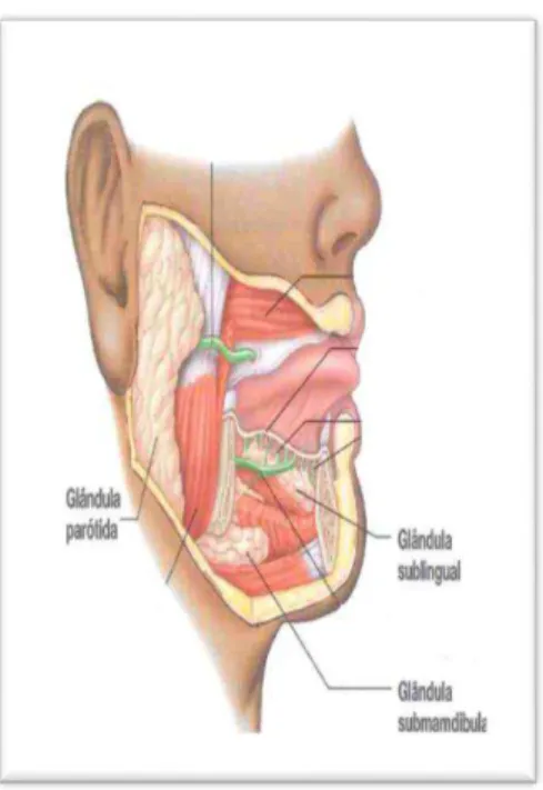 Figura  4.  Glândulas  salivares:  parótida,  sublingual e submandibular (Adaptado de  Seeley et al., 2003)