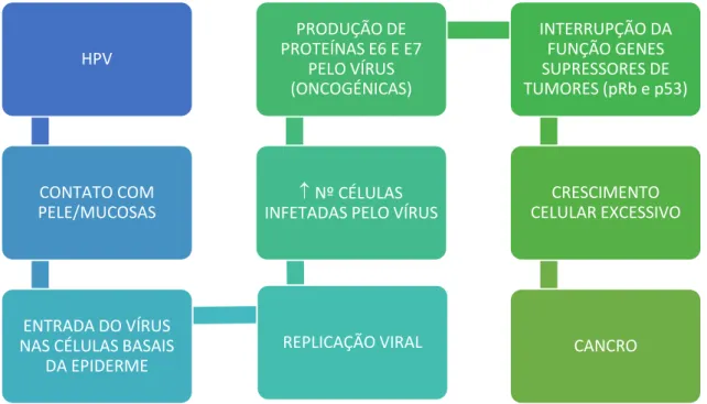 Figura 7. Mecanismo de Contágio por Papilomavírus Humano e desenvolvimento de cancro (Adaptado de  Santos et al., 2008) 