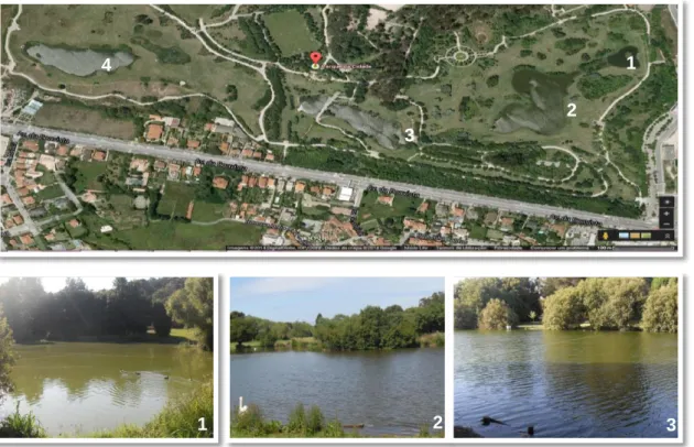 Figure 4 - Sampling sites at Parque da Cidade do Porto. In the largest picture it is possible to observe a satellite view of the lakes (1,  2, 3 and 4) and its distribution in the Park