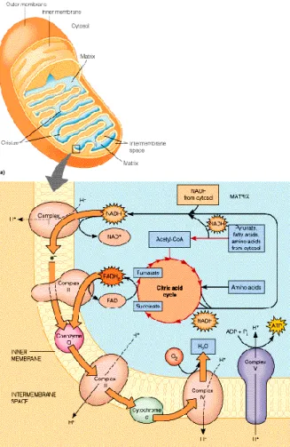 Figura 5 – Representação esquemática de vias metabólicas que ocorrem na mitocôndria. 