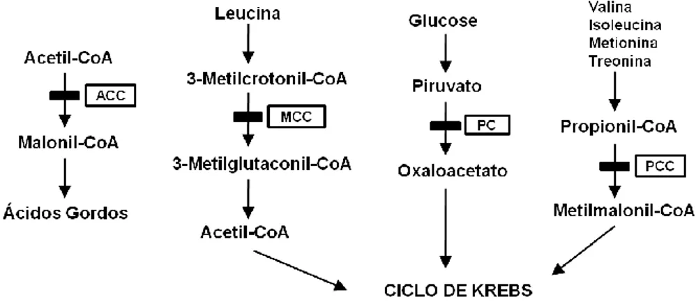Figura 8 - Funções desempenhadas pelas carboxilases dependentes de biotina no metabolismo humano