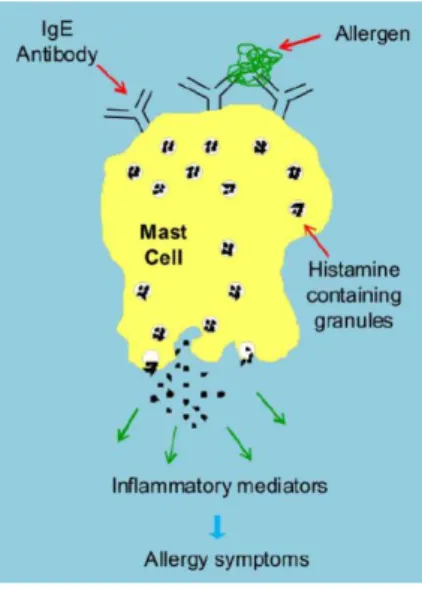 Figura 1 – Representação da libertação de mediadores inflamatórios a partir de Mastócitos  sensibilizados pela IgE após a interacção com os alérgenos