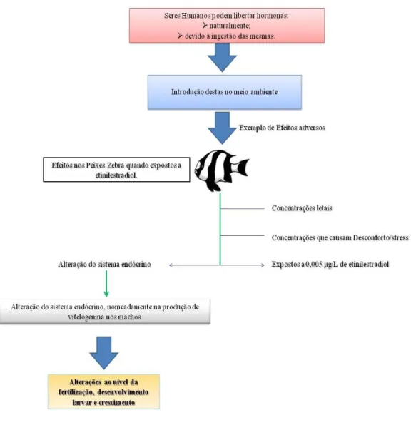 Figura 2.5. – Efeitos da introdução de hormonas, como o etinilestradiol no peixe zebra