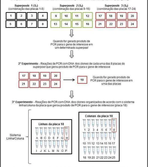 Figura 1. Sequência dos experimentos de PCR realizados na busca por clones  contendo um gene de interesse em três superpools  da biblioteca BAC  de búfalo  