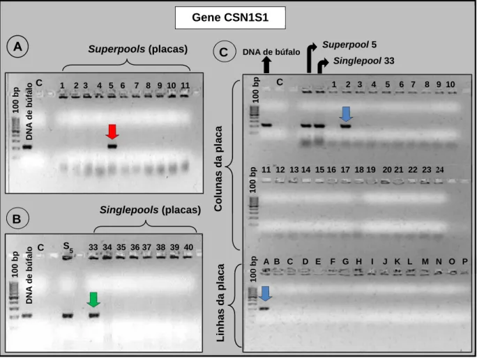 FIGURA 2. Representação de géis de agarose 2% corados com brometo de etídio, mostrando o  resultado das reações de PCR realizadas para identificação de clones positivos para o  gene CSN1S1