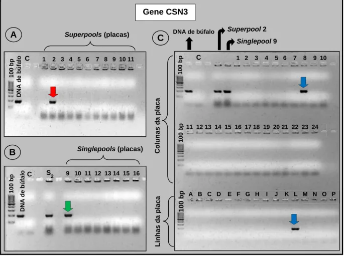 FIGURA 3. Representação de géis de agarose 2% corados com brometo de etídio, mostrando o  resultado das reações de PCR realizadas para identificação de clones positivos para o  gene CSN3