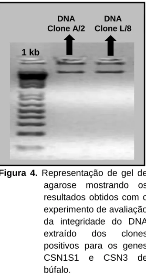 Figura 5. Representação de géis de agarose 2% corados com  brometo de etídio, mostrando o resultado das reações de  PCR realizadas para confirmar se os clones identificados  eram positivos para os genes CSN1S1 e CSN3