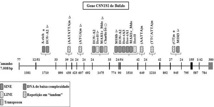 Figura 9. Representação esquemática da estrutura do gene CSN1S1 de búfalo identificado na  sequência de DNA do clone A/2, com suas respectivas sequências repetitivas