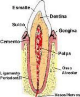 Fig 2. Anatomia de um  dente saudável (Fonte: Woelfel e Scheid, 1997). 
