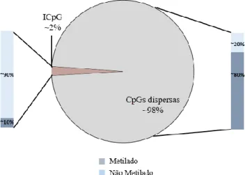 Figura 2: Distribuição da metilação em dinucleótidos CpG no genoma. Adaptado de (Gao &amp; Das, 2014)
