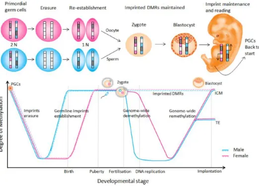 Figura 4: Reprogramação epigenética subjacente ao imprinting genómico. Adaptado de (Ishida &amp; Moore, 2013)