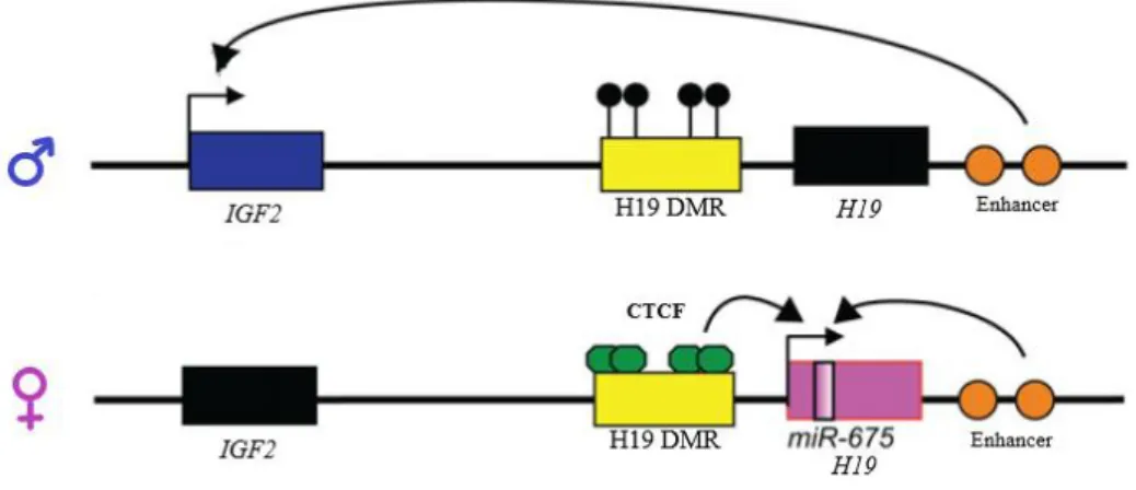 Figura 5: Região controlo de imprinting dos genes IGF2 e H19. Adaptado de (Plasschaert &amp; Bartolomei, 2014)