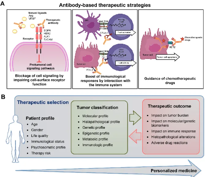 Figure  7.  Overview  on  antibody-based  therapeutic  strategies  for  bladder  cancer  and  a  tentative  approach  to  individualize  cancer  treatment  and  improved the outcome