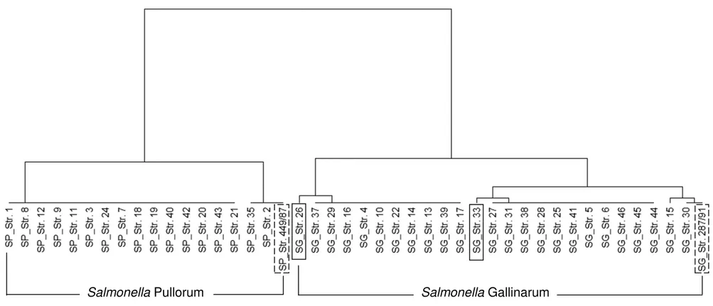 Figura 4. Dendrograma agrupando as estirpes de S. Gallinarum e S. Pullorum com base no perfil de bandas em cada ROD