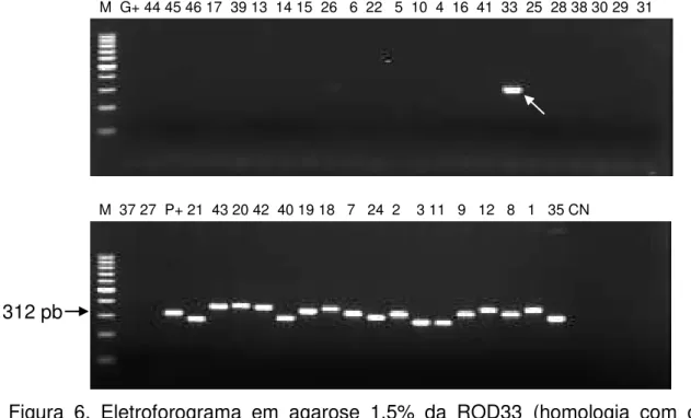 Figura  6.  Eletroforograma  em  agarose  1,5%  da  ROD33  (homologia  com  o  gene  rcnA)