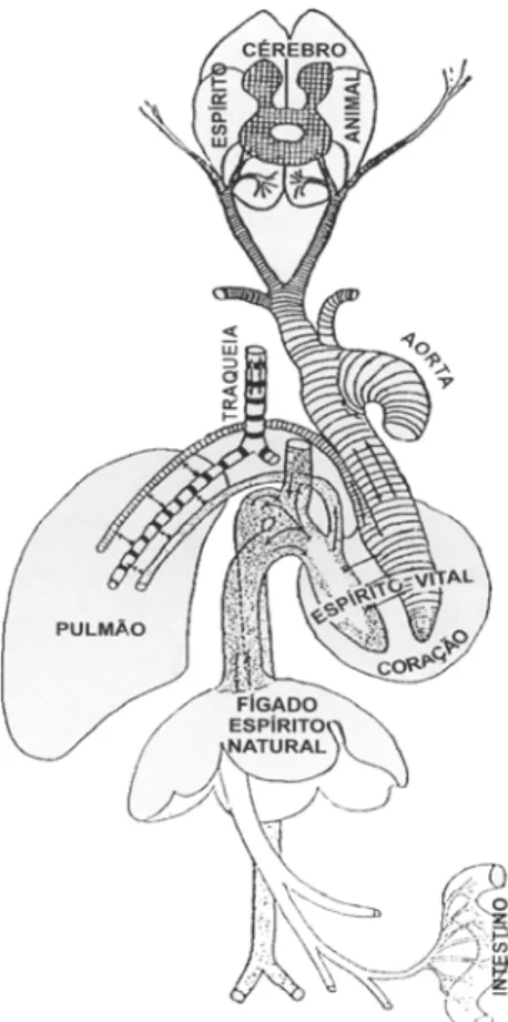 Figura 3 – Sistema sanguíneo de Galeno 37 . 
