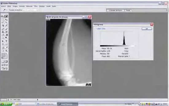 FIGURA 5 – Imagem da tíbia no programa Adobe Photoshop, mostrando a área  da diáfise selecionada para mensuração e o gráfico em  histograma  fornecendo a média da densidade óptica radiográfica da região  analisada