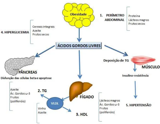 Figura 3 – Efeitos da dieta mediterrânica na Diabetes mellitus tipo 2  (Adaptado de Martins, Correia et Teixeira de Lemos, 2014) 