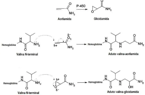 Figura 8 – Via metabólica de conversão da acrilamida em glicidamida  e formação de adutos com a hemoglobina (Adaptado de Pérez et al., 1999) 