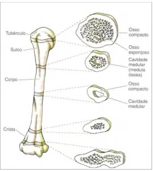 Figura 2.1 – Estrutura de um osso longo (Moore, 2001) 