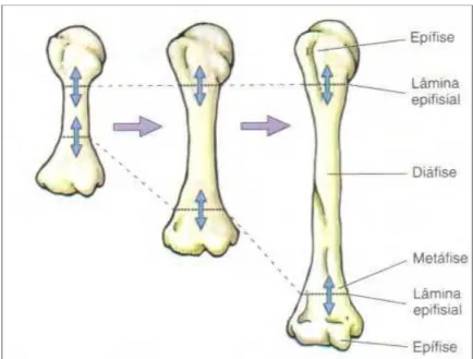 Figura 2.2 – Crescimento e divisão básica de um osso longo (Moore, 2001) 