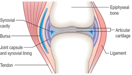 Figure 1 – Schematic diagram of a synovial joint. Adapted from [1]. 