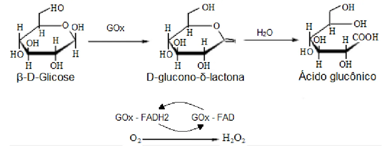 FIGURA 5  –  Reação da quebra da glicose pela GOx. Adaptado de Bankar et al. 2009. 