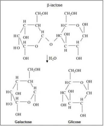 FIGURA 9 - Estrutura da  β-lactose  e os produtos da reação enzimática (glicose e galactose)