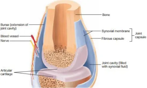 Figure 1-1 – Structure of a synovial joint. Adapted from [1]. 